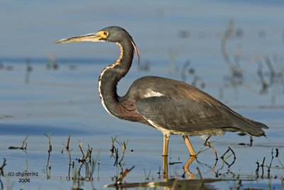 Tri-colored Heron. Florida