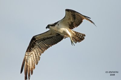 Osprey. Florida