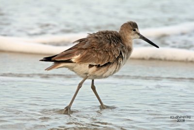 Willet. Florida