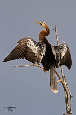 Anhinga. Florida