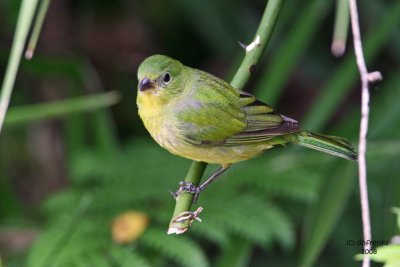 Painted Bunting (female) Florida