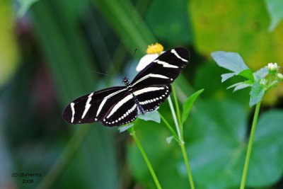 Zebra Longwing. Florida