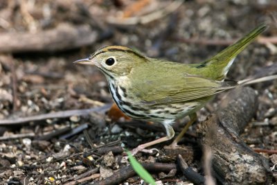 Ovenbird. Florida