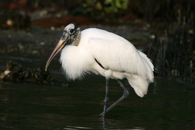 Wood Stork. Florida