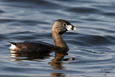 Pied-billed Grebe. Horicon Marsh, WI