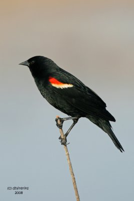 Red-winged Blackbird. Horicon, WI