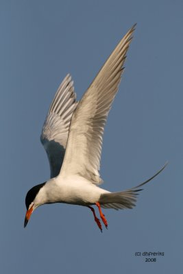 Forsters Tern. Horicon Marsh, WI