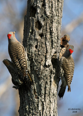 Northern Flickers, Horicon Marsh, WI