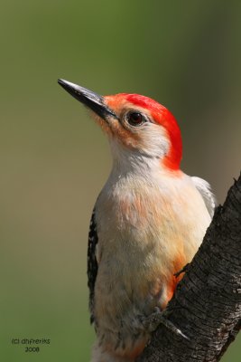 Red-bellied Woodpecker.  Kewaskum, WI