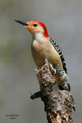 Red-bellied Woodpecker. Kewaskum, WI
