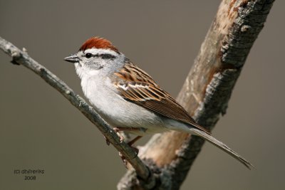 Chipping Sparrow. Kewaskum, WI