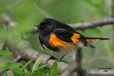 American Redstart. Brown Deer Park, Milw.