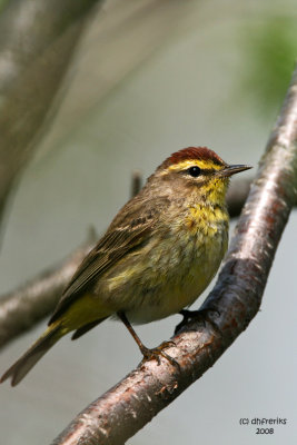 Palm Warbler. Doctors Park, Milw.