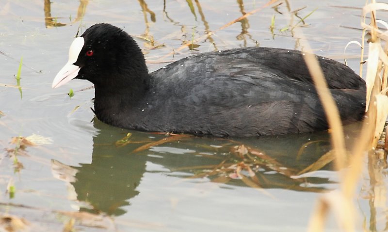 oiseaux de France et d'ailleurs  ( 6 )