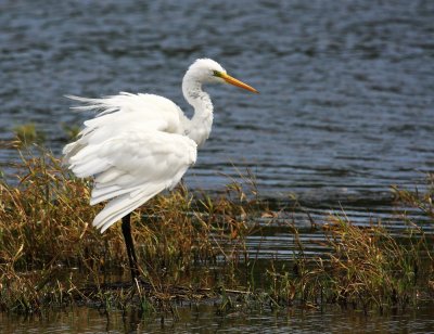 Oiseaux de France et d'ailleurs (11)