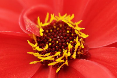 _MG_2797_acd_fleurmacro_redimensionner.jpg