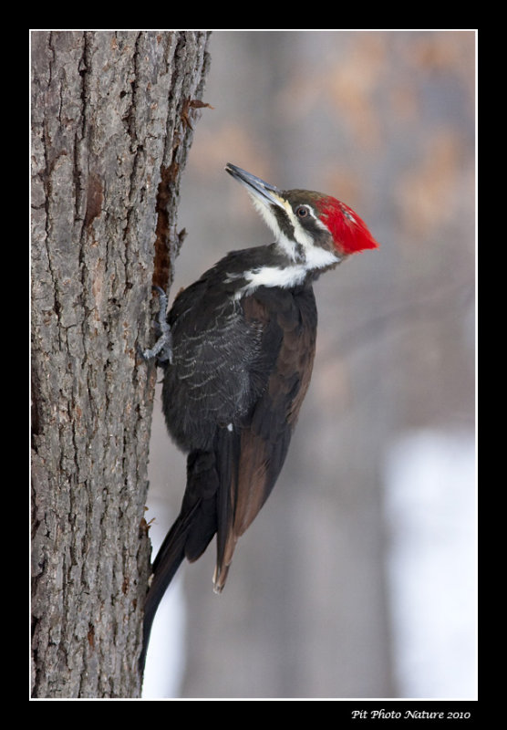 Grand Pic - Pileated Woodpecker