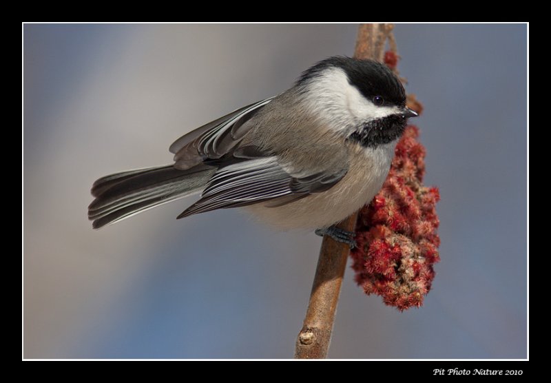 Msange  tte noire - Black-capped Chickadee - Poecile atricapillus