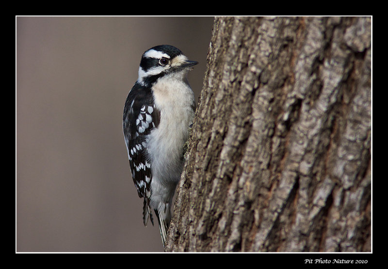 Pic mineur - Downy Woodpecker