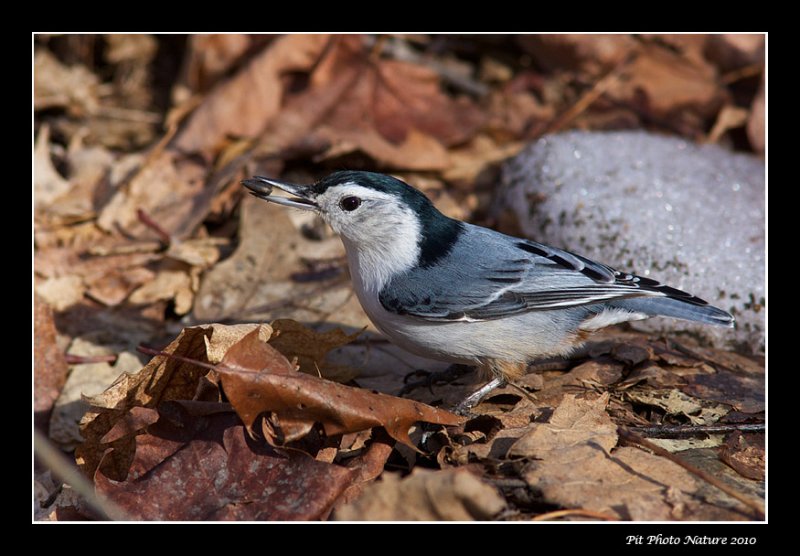 Sittelle  poitrine blanche - White-breasted Nuthatch