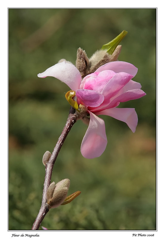 Fleur de Magnolia