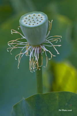 Lotus d'Orient / Lotus Flower (Nelumbo nucifera)