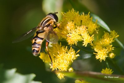 Syrphe