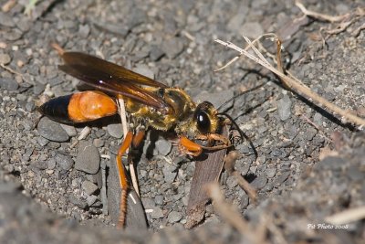 Sphex ichneumoneus - Great Golden Digger Wasp (Grand sphex doré)
