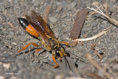 Sphex ichneumoneus - Great Golden Digger Wasp (Grand sphex doré)