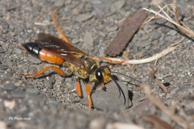Sphex ichneumoneus - Great Golden Digger Wasp (Grand sphex doré)