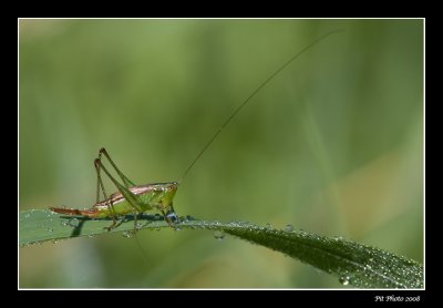Scuddérie sp. (femelle)
