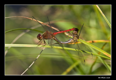 Sympetrum sp.