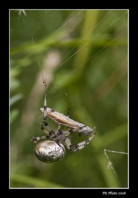 peire diadme / Garden spider (Araneus diadematus)