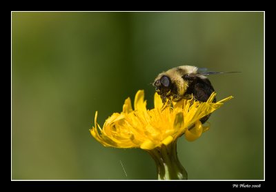 Bourdon