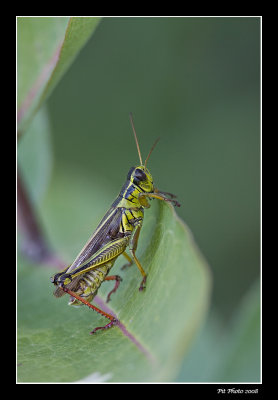Mlanople biray  / Two-striped Grasshopper male (Melanoplus bivittatus)