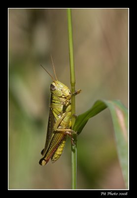 Melanoplus femurrubrum  -  Red-legged grasshopper (Mlanople  pattes rouges)