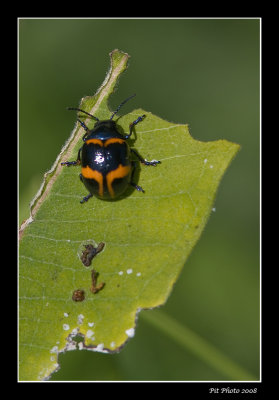 Labidomera clivicollis - Milkweed labidomera (Chrysomèle de l'asclépiade)