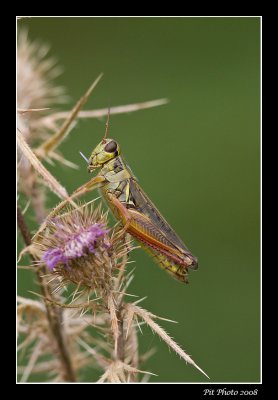 Melanoplus femurrubrum - Red-legged grasshopper (Mélanople à pattes rouges)