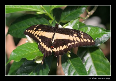 Porte-queue thoas - Papilio thoas