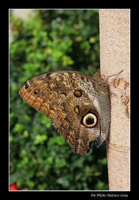 Papillon-chouette - Caligo eurilochus