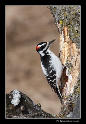 Pic chevelu - Hairy Woodpecker - Picoides villosus
