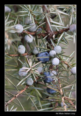 Gnvrier commun - Juniperus communis
