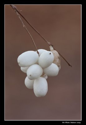 Symphorine blanche - Symphoricarpus albus