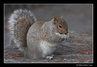 cureuil gris - Gray Squirrel