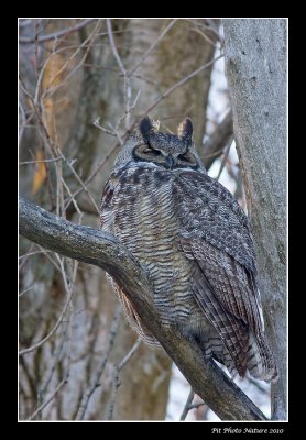 Grand-duc d'Amrique - Great Horned Owl