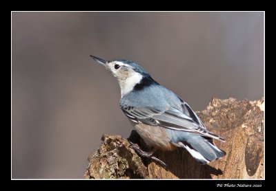 Sittelle  poitrine blanche  /  White-Breasted Nuthatch