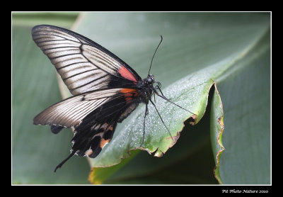Grand mormon - Papilio memnon