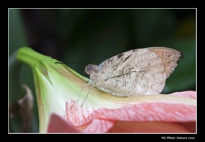 Grande piride disparate - Hebomoia glaucippe