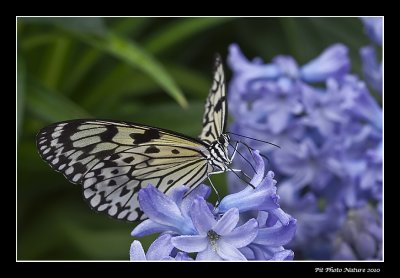 Leucon - Idea leucone