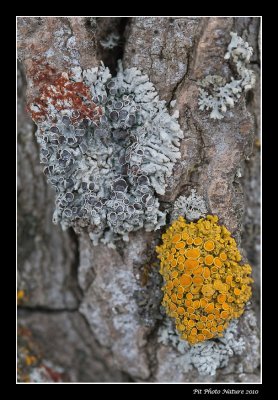 Blister Lichen (Physcia stellaris) et Parmlie des murailles / Common Orange Lichen (Xanthoria parietina)